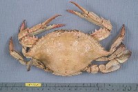 藏品(三齒梭子蟹)的圖片